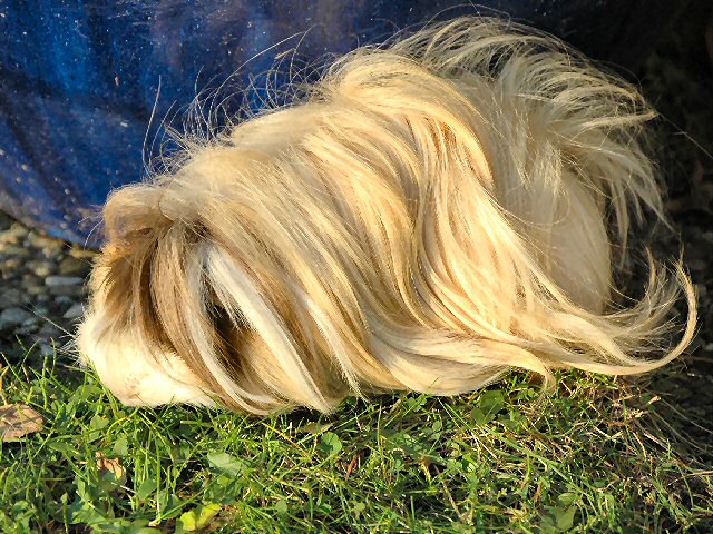 Sweety im Oktober 2007