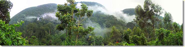 Hinter diesen Bergen warteten die Gorillas auf uns.