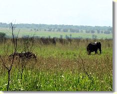 ... we saw a group of elephants ...