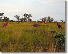 ... we saw many ... water buck ...