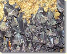 Die Decke war schwarz vor Flederm&auml;usen - und der Boden schwarz vor Fledermaussch...