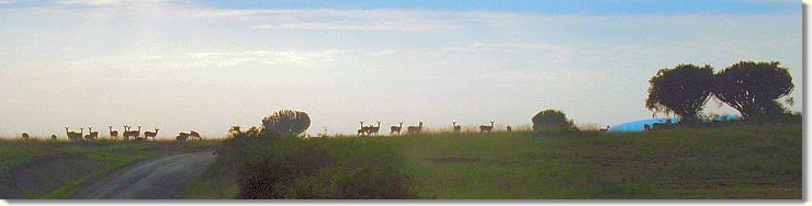 Antilopen im ersten Morgenlicht
